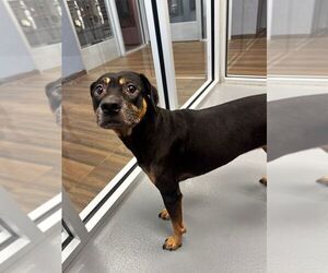 Rottweiler-Unknown Mix Dogs for adoption in Hilton Head, SC, USA