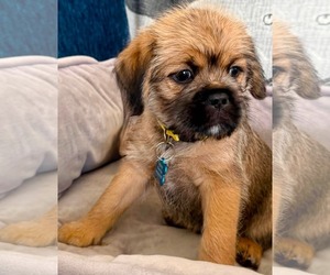 Brussels Griffon Dogs for adoption in Menifee, CA, USA