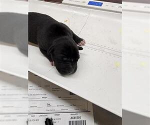 Mutt Dogs for adoption in Houston, TX, USA