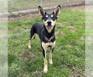 Doberman Pinscher-Unknown Mix Dogs for adoption in Modesto, CA, USA