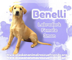 Golden Retriever Dogs for adoption in Anchorage, AK, USA