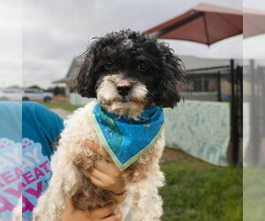 Poodle (Miniature)-Unknown Mix Dogs for adoption in San Antonio, TX, USA