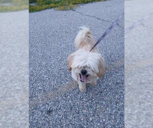 Shih Tzu Dogs for adoption in Ogden, UT, USA