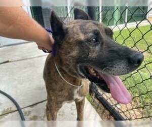 Small Dutch Shepherd  Mix