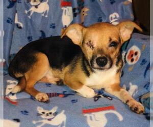 Chihuahua-Unknown Mix Dogs for adoption in Waldron, AR, USA
