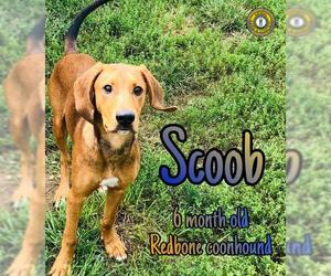 Redbone Coonhound Dogs for adoption in Nicholasville, KY, USA