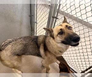 Medium Photo #1 German Shepherd Dog-Unknown Mix Puppy For Sale in HESPERIA, CA, USA