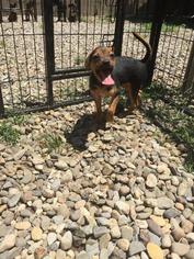 Rat-Cha Dogs for adoption in Danbury, CT, USA