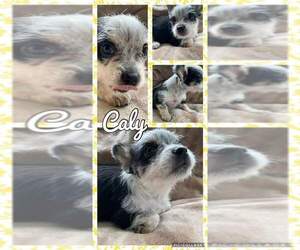Cairn Terrier Dogs for adoption in Newport, KY, USA