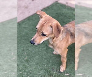 Chihuahua-Unknown Mix Dogs for adoption in Dana Point, CA, USA