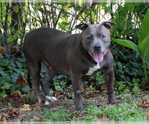 Staffordshire Bull Terrier Dogs for adoption in Easton, MD, USA