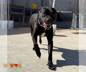 American Pit Bull Terrier Dogs for adoption in Center Township, PA, USA