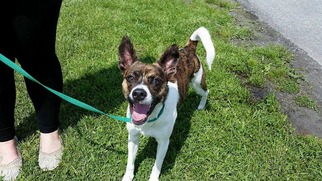 Jack Russell Terrier Dogs for adoption in Lewisburg, WV, USA