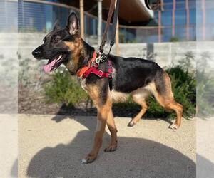 German Shepherd Dog Dogs for adoption in Berkeley , CA, USA