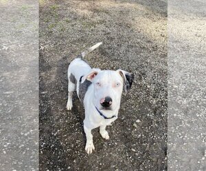 Catahoula Leopard Dog-Unknown Mix Dogs for adoption in San Francisco, CA, USA