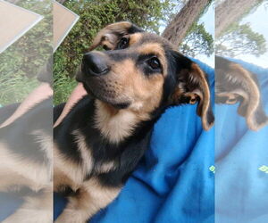 Golden Retriever-Unknown Mix Dogs for adoption in Sanford, FL, USA
