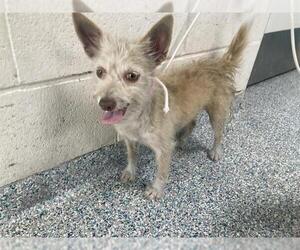 Mutt Dogs for adoption in Long Beach, CA, USA