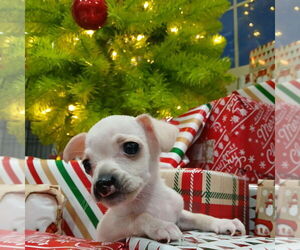 Medium Photo #1 Mutt Puppy For Sale in Chico, CA, USA