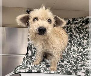 Cairn Terrier-Unknown Mix Dogs for adoption in HESPERIA, CA, USA
