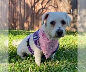 Maltichon Dogs for adoption in Placentia, CA, USA