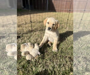 Golden Labrador Dogs for adoption in Fort Worth, TX, USA