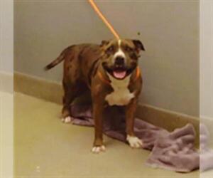 American Bulldog-Unknown Mix Dogs for adoption in Las Vegas, NV, USA