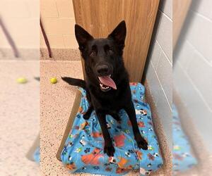 German Shepherd Dog Dogs for adoption in Brighton, CO, USA