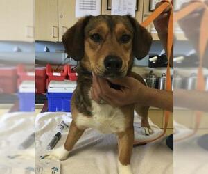 Beagle-Unknown Mix Dogs for adoption in Riverside, CA, USA