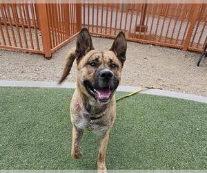 Akita-Unknown Mix Dogs for adoption in Las Vegas, NV, USA
