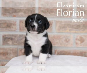 Australian Shepherd-Mountain Cur Mix Dogs for adoption in Monterey, VA, USA
