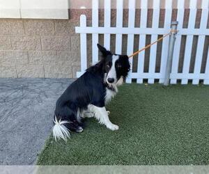 Border Collie Dogs for adoption in Modesto, CA, USA
