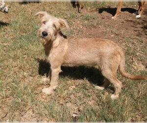 Airedale Terrier Dogs for adoption in Arlington, TX, USA