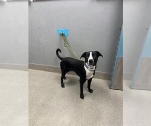 Mutt Dogs for adoption in Las Vegas, NV, USA