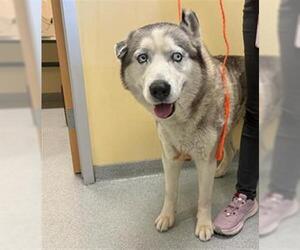 Siberian Husky Dogs for adoption in Orange, CA, USA