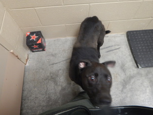 Medium Photo #1 Labrador Retriever-Unknown Mix Puppy For Sale in Pikeville, KY, USA