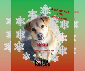 Medium Photo #4 Chiranian Puppy For Sale in Rootstown, OH, USA