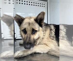 German Shepherd Dog Dogs for adoption in Stockton, CA, USA
