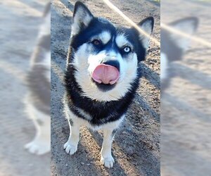 Siberian Husky-Unknown Mix Dogs for adoption in Campbell, CA, USA