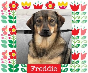 Keeshond-Unknown Mix Dogs for adoption in Littleton, CO, USA