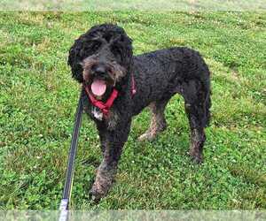 Golden Retriever Dogs for adoption in Bethesda, MD, USA
