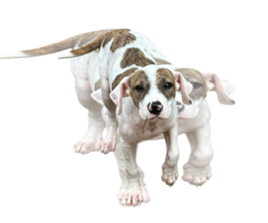 Bulldog-Unknown Mix Dogs for adoption in Wetumpka, AL, USA