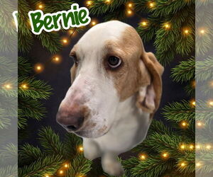Basset Hound Dogs for adoption in Brookville, OH, USA