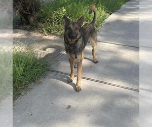 German Shepherd Dog Dogs for adoption in Houston, TX, USA