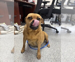 Labrador Retriever-Pug Mix Dogs for adoption in Pasadena, TX, USA