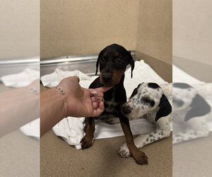 Doberman Pinscher-Unknown Mix Dogs for adoption in Sacramento, CA, USA
