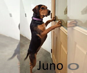 Black and Tan Coonhound-Unknown Mix Dogs for adoption in Mountain View, AR, USA