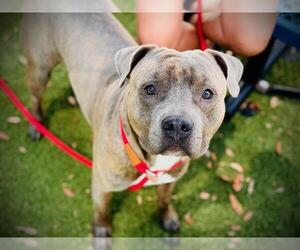 Mutt Dogs for adoption in Orlando, FL, USA