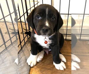 Beagle-Unknown Mix Dogs for adoption in Dunnellon, FL, USA