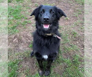 Australian Retriever Dogs for adoption in Muskegon, MI, USA