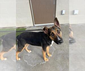 Bull Terrier-German Shepherd Dog Mix Dogs for adoption in Baytown, TX, USA